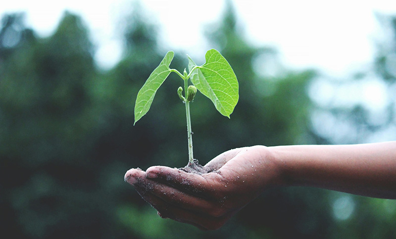 Ajuts per al sector agroalimentari de l’Anoia